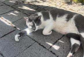 Discovery alert Cat Unknown , 1 year Zürich Switzerland