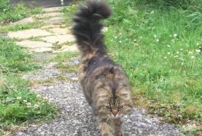 Discovery alert Cat miscegenation Unknown La Chaux-de-Fonds Switzerland