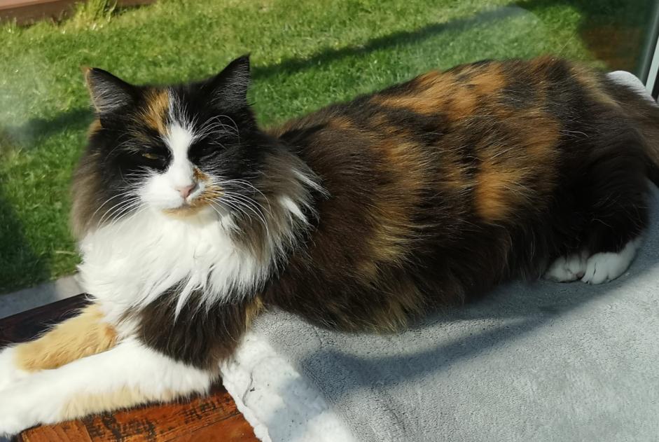 Disappearance alert Cat Female , 17 years Valeyres-sous-Montagny Switzerland