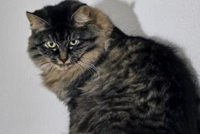 Disappearance alert Cat Female , 3 years St Blaise Switzerland
