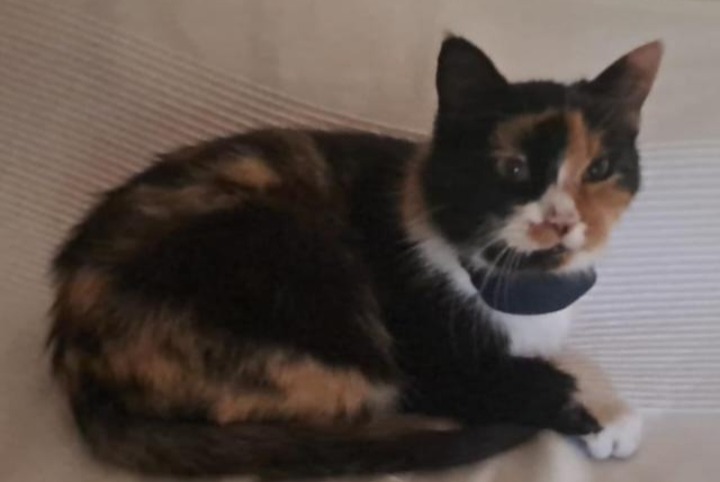 Disappearance alert Cat Female , 9 years Conthey Switzerland