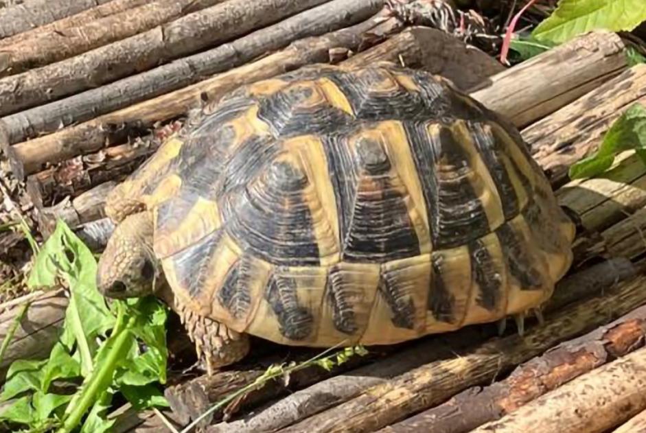 Disappearance alert Tortoise Female , 2024 years Lausanne Switzerland