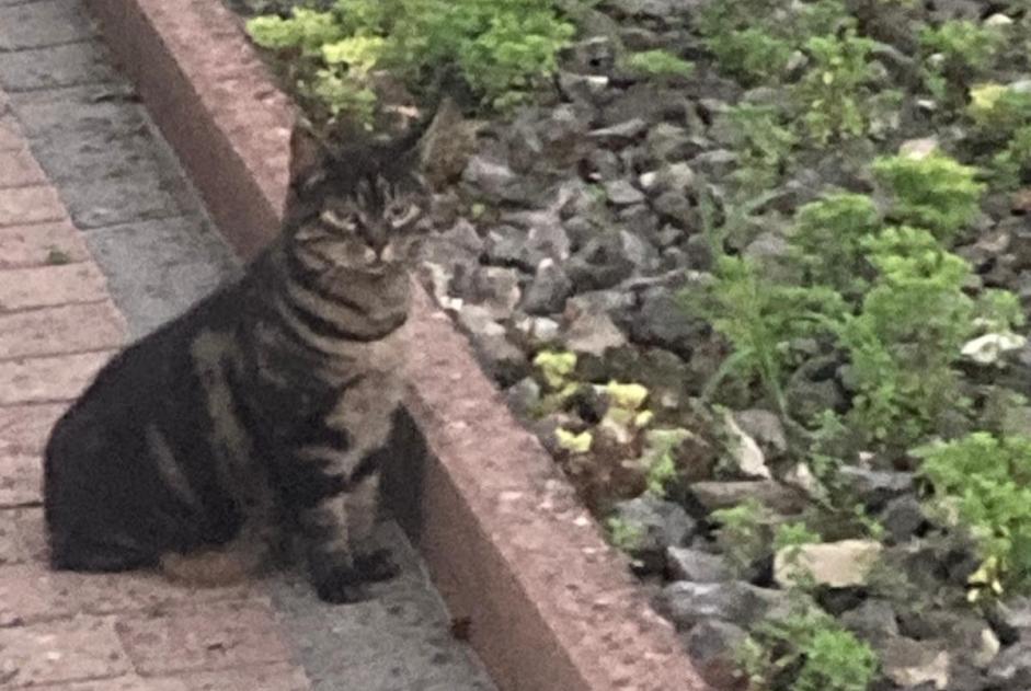 Disappearance alert Cat Female , 10 years Payerne Switzerland
