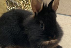 Disappearance alert Rabbit Female , 2024 years Corminboeuf Switzerland