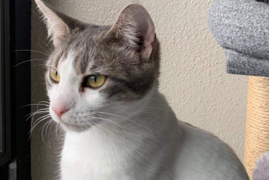 Disappearance alert Cat Female , 4 years Saint-Sulpice Switzerland