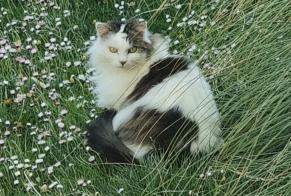 Disappearance alert Cat Female , 11 years Denges Switzerland