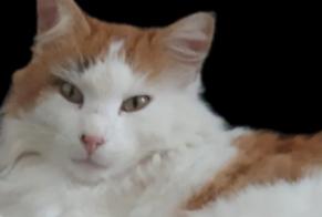 Disappearance alert Cat miscegenation Male , 6 years Villaz Switzerland