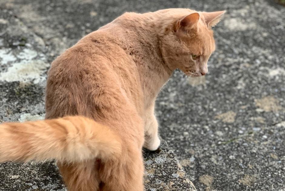 Disappearance alert Cat miscegenation Male , 2 years Montricher Switzerland