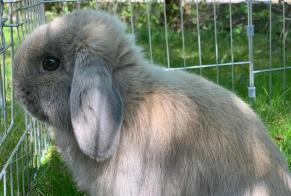 Disappearance alert Rabbit Male , 2024 years Valbirse Switzerland