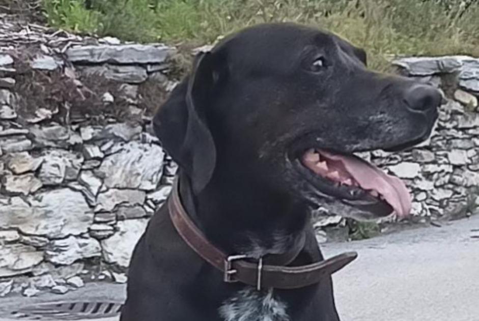 Disappearance alert Dog miscegenation Female , 6 years Conthey Switzerland