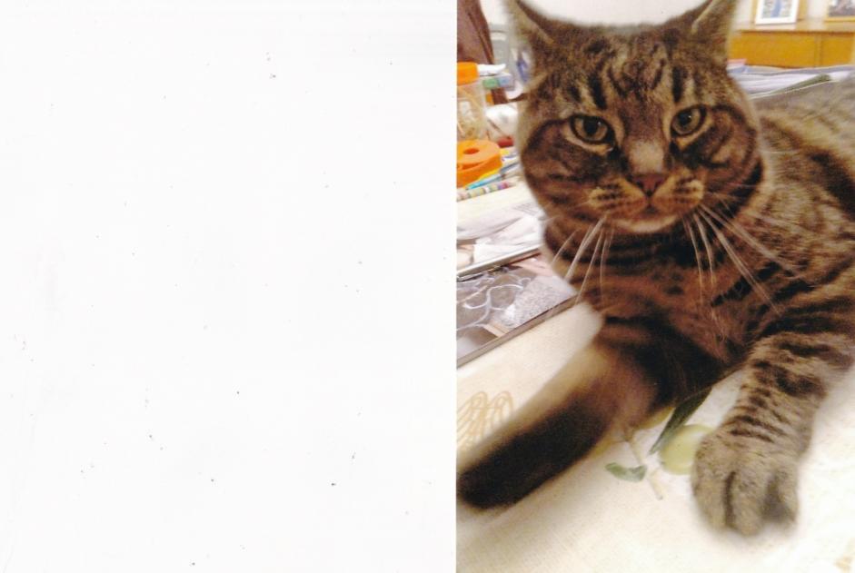 Disappearance alert Cat  Male , 5 years La Grande Béroche Switzerland