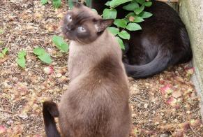 Disappearance alert Cat  Male , 8 years Cortaillod Switzerland