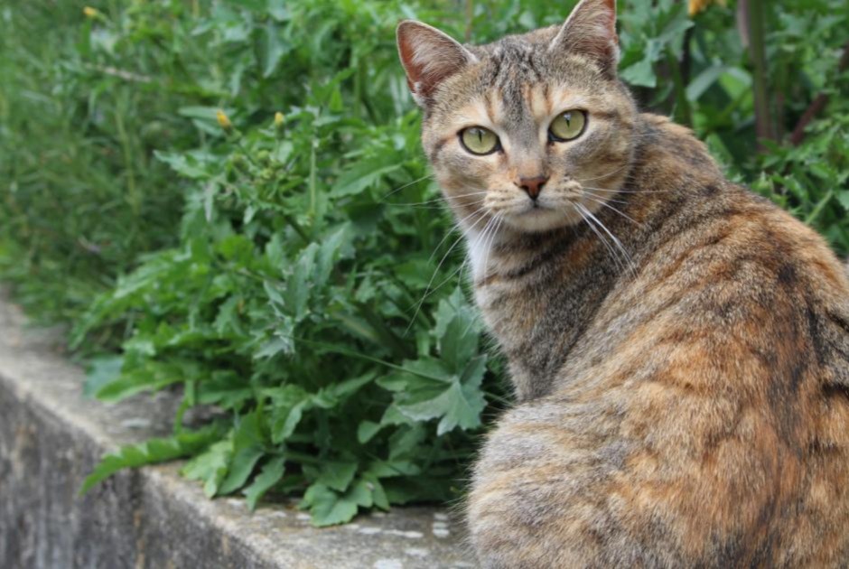 Disappearance alert Cat Female , 7 years Lausanne Switzerland