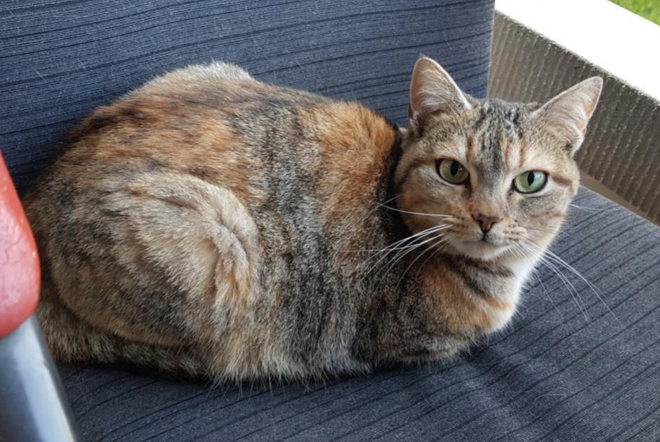 Disappearance alert Cat Female , 7 years Lausanne Switzerland