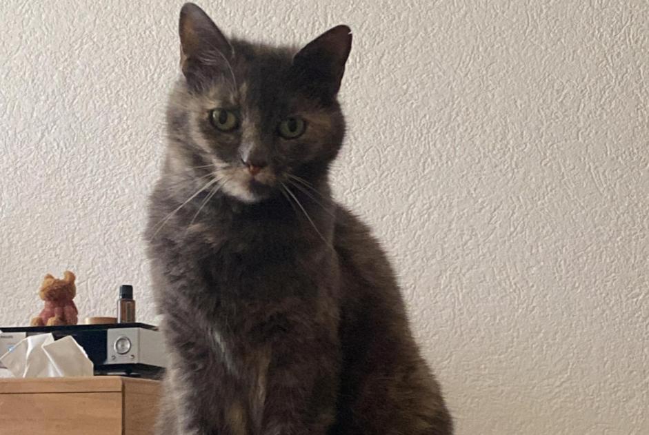 Disappearance alert Cat Female , 12 years Nyon Switzerland