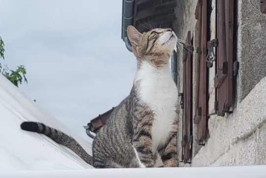 Disappearance alert Cat miscegenation Male , 2 years Saint-Sylvestre France