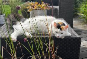 Disappearance alert Cat Female , 6 years Nyon Switzerland