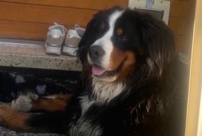 Disappearance alert Dog  Male , 6 years Crans-Montana Switzerland