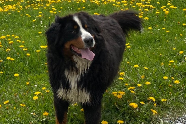 Disappearance alert Dog  Male , 6 years Crans-Montana Switzerland