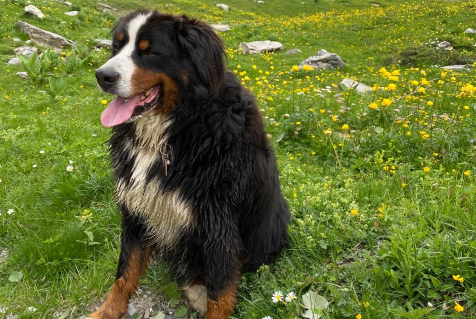 Disappearance alert Dog  Male , 6 years Crans-Montana Switzerland