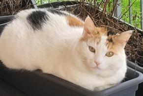 Disappearance alert Cat Female , 10 years Val Terbi Switzerland