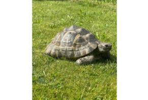 Disappearance alert Tortoise Female , 2024 years Adelboden Switzerland