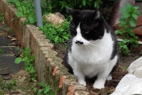 Disappearance alert Cat Male , 7 years Urbanya France