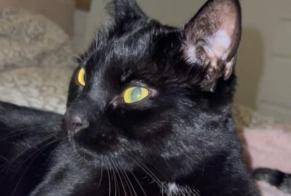 Disappearance alert Cat Male , 4 years Tavannes Switzerland