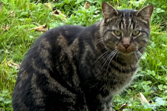 Discovery alert Cat Unknown Savigny Switzerland