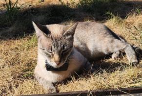 Disappearance alert Cat Female , 3 years Montreux Switzerland