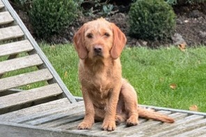 Disappearance alert Dog  Male , 1 years Corsier Switzerland