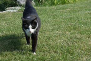 Disappearance alert Cat Male , 14 years Sonnaz France