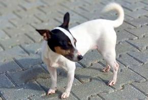 Disappearance alert Dog  Female , 4 years Fribourg Switzerland