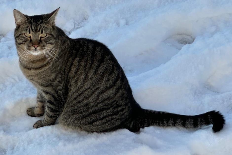 Disappearance alert Cat Male , 3 years Givisiez Switzerland