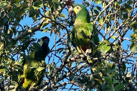 Disappearance alert Bird Female , 2 years Boécourt Switzerland