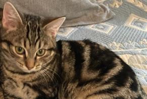 Disappearance alert Cat Male , 1 years Lausanne Switzerland