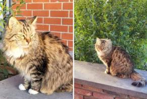 Disappearance alert Cat miscegenation Female , 10 years Châtelet Belgium