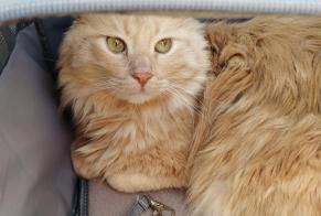 Disappearance alert Cat Male , 3 years Lausanne Switzerland