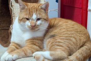 Discovery alert Cat miscegenation Male , 3 years Steinhausen Switzerland