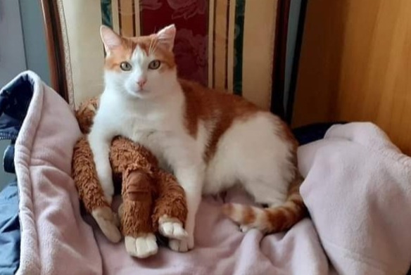 Disappearance alert Cat miscegenation Male , 11 years Saint-Laurent-sur-Mer France