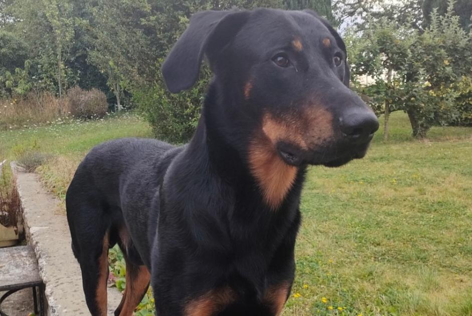 Disappearance alert Dog  Male , 4 years Melun France