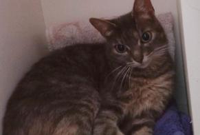 Disappearance alert Cat Female , 6 years Montagny (FR) Switzerland