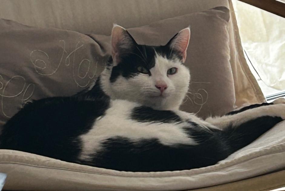 Disappearance alert Cat Male , 4 years Bottens Switzerland