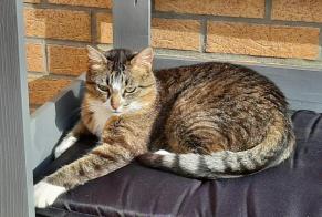 Disappearance alert Cat  Female , 9 years Leffrinckoucke France