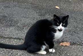 Discovery alert Cat Unknown Roche Switzerland