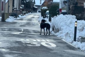 Discovery alert Dog Unknown Fully Switzerland