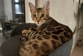 Disappearance alert Cat  Female , 0 years Versoix Switzerland