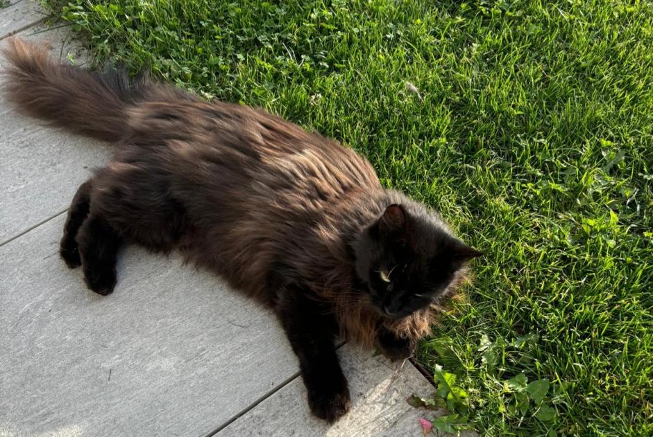 Discovery alert Cat Female Echichens Switzerland