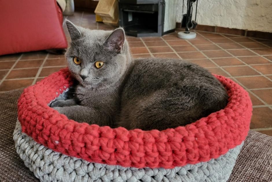 Disappearance alert Cat miscegenation Female , 2 years La Roche Switzerland