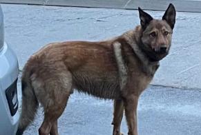 Discovery alert Dog Male Chavannes-le-Chêne Switzerland